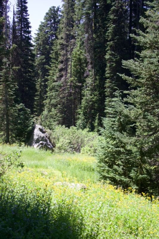Sunlit Forest Meadow with Yellow Wildflowers