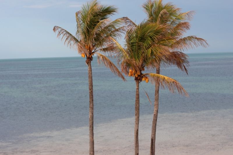 Palm Trees on Tropical Beach Shore