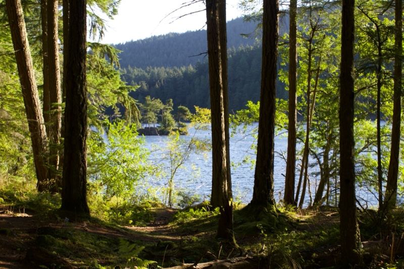 Forest Path Overlooking Lake