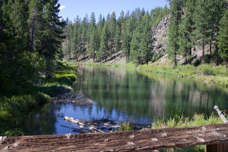 River Reflecting Pine Forest