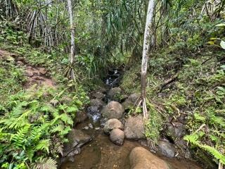 Tropical Forest Stream With Rocks