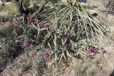 Blooming Cholla Cactus in Desert