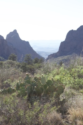 Prickly Pear Cactus Desert Mountains