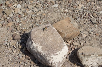 Insect on Rock in Arid Ground