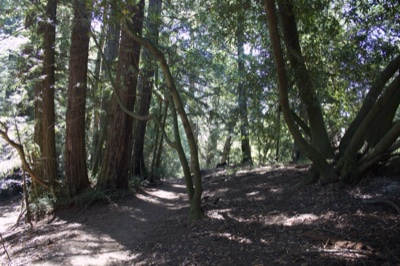 Sunlit Forest Trail Under Tall Trees