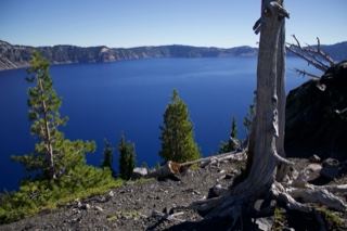 Crater Lake Vista with Dead Tree