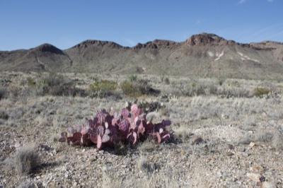 Purple Prickly Pear in Desert Landscape