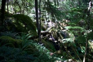 Mossy Forest With Ferns And Rocks