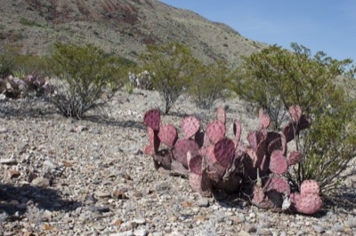 Pink Prickly Pear in Desert Landscape