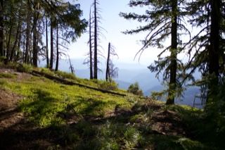 Sunlit Forest Hillside With Dead Snags