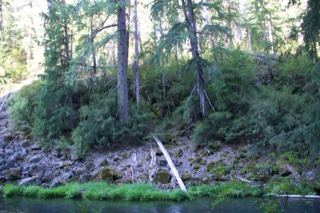 Forest Riverbank in Dense Woodland