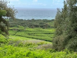 Lush Coastal Valley Overlooking Ocean