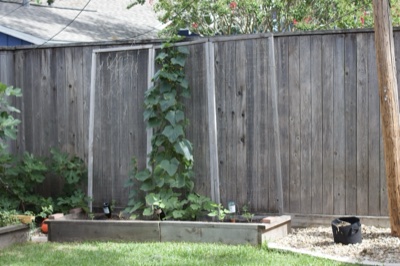 Climbing Vine in Backyard Garden Bed