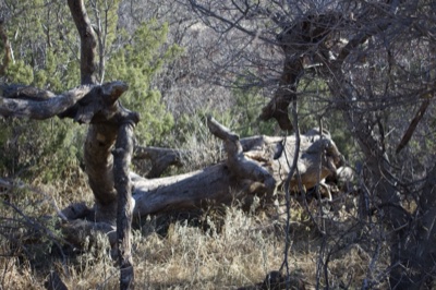 Fallen Tree in Dry Woodland