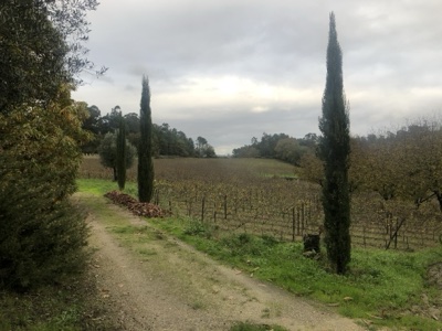 Rural Vineyard Path with Cypress Trees