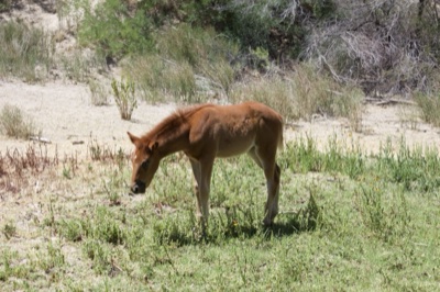 Brown Foal Grazing in Arid Grassland
