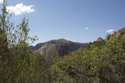 Mountain View Through Green Foliage
