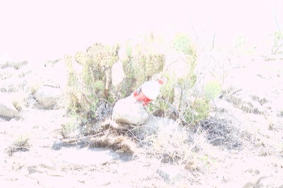 Overexposed cactus with plastic bottle