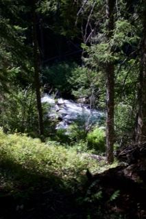 Sunlit Forest Stream Through Trees