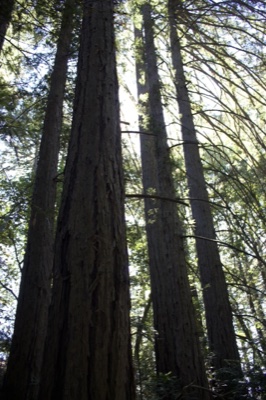 Tall Redwood Trees Forest Canopy