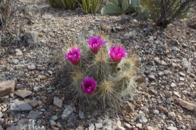 Pink Blooming Hedgehog Cactus Desert