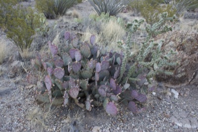 Purple Prickly Pear Cactus in Desert