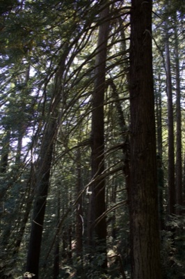 Tall Redwoods in Sunlit Forest