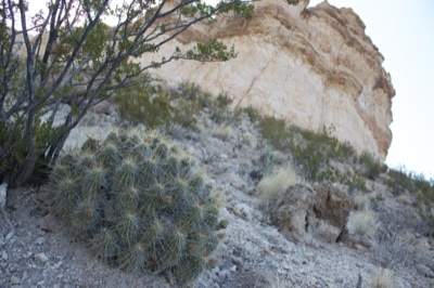 Desert Cactus on Rocky Slope