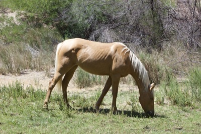 Palomino Horse Grazing in Grassland