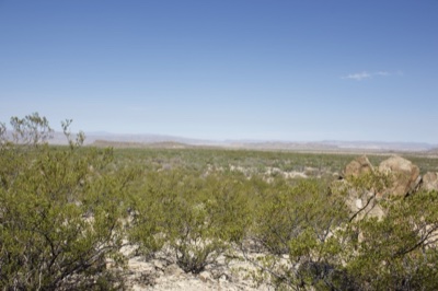 Desert scrub landscape under clear sky
