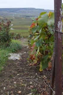 Vineyard Row Over Rolling Hills
