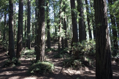 Redwood Forest Interior Path
