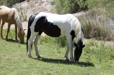 Pinto Horse Grazing in Grassland