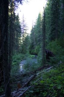 Forest Stream in Dense Woodland