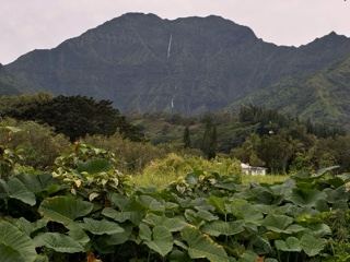 Lush Mountain with Waterfall in Hawaii