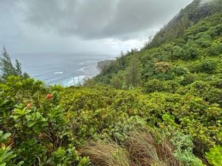 Lush Coastal Hillside Overlooking Ocean