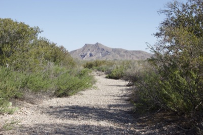 Desert Trail Leading to Mountain