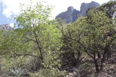 Desert Trees Against Rocky Mountains