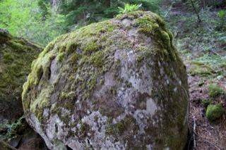 Moss-Covered Boulder in Forest