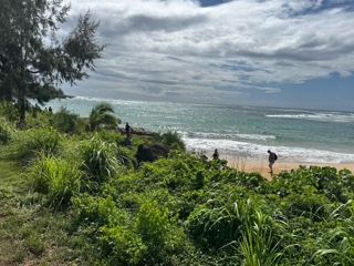 Coastal View Through Lush Greenery