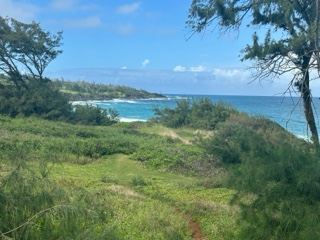 Coastal Grassland Overlooking Ocean