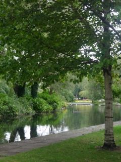 Tree Overlooking Park Pond