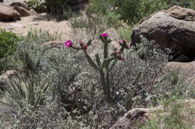 Pink Flowering Cholla Cactus Desert