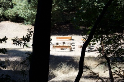 Forest clearing with wooden benches