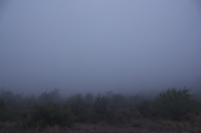 Foggy Desert Shrubland at Dawn