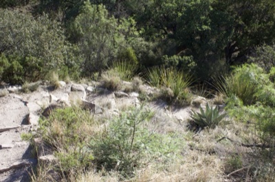 Rocky Desert Slope With Agave Plants