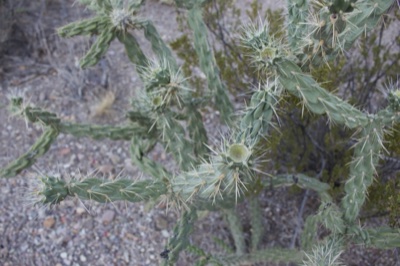 Spiny Cholla Cactus in Desert