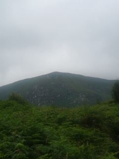 Misty Mountain Over Fern Covered Hillside