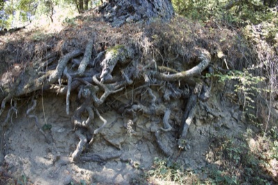 Exposed Tree Roots on Eroded Bank