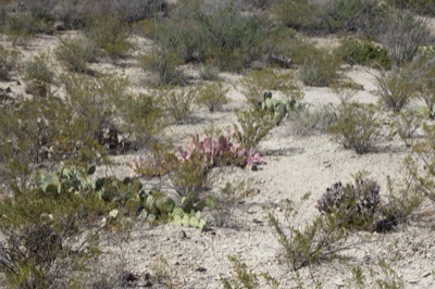 Arid Desert Scrub with Cacti